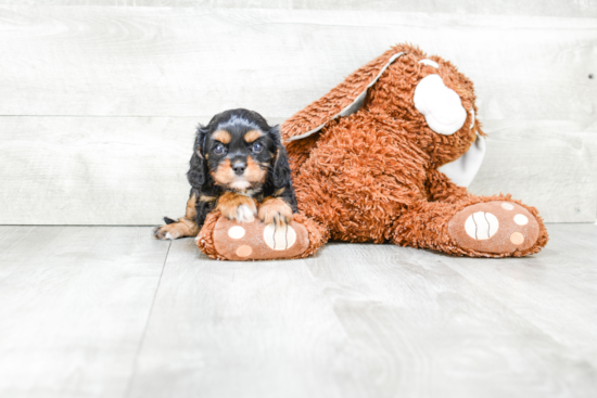 Best Cavalier King Charles Spaniel Baby