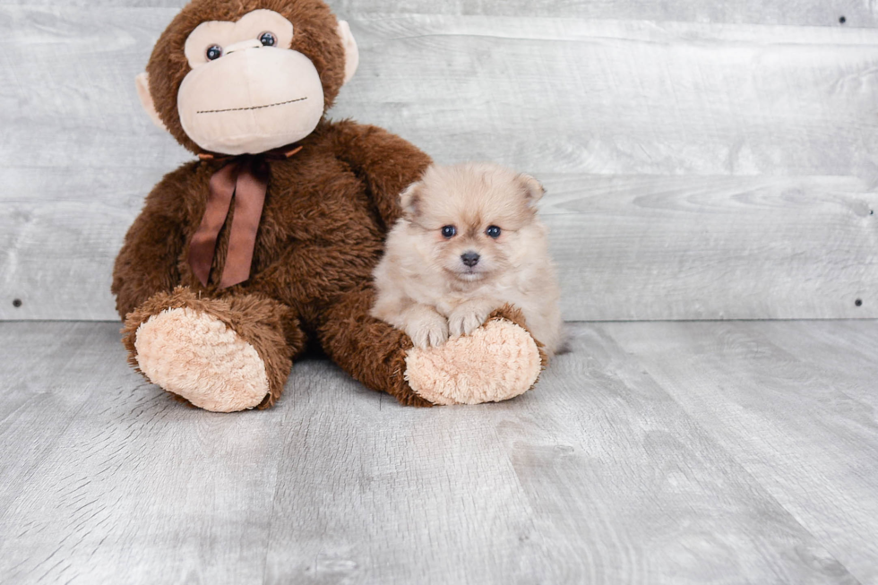 Friendly Pomeranian Baby