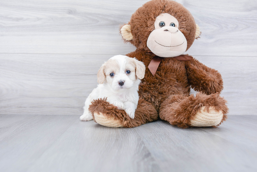 Cavachon Puppy for Adoption