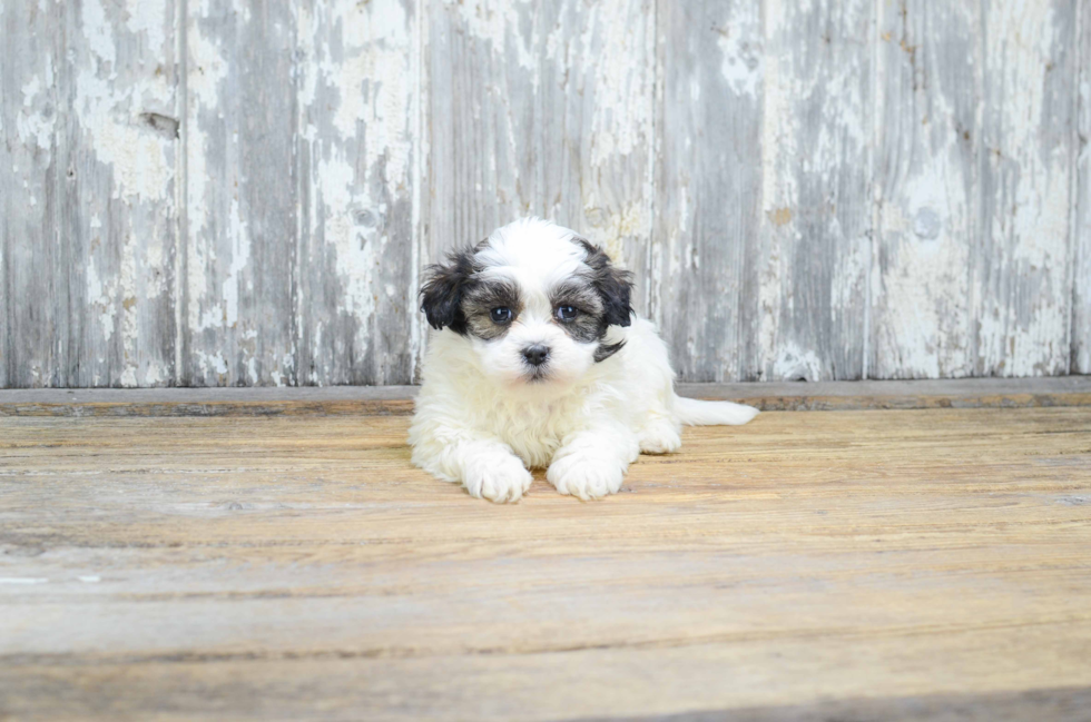 Popular Teddy Bear Designer Pup