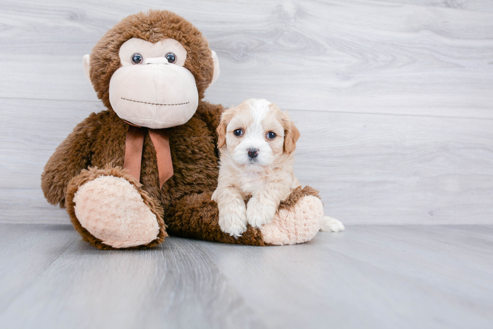 Cavachon Pup Being Cute