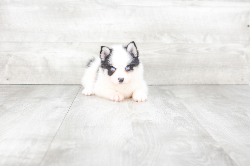 Cute Pomsky Baby