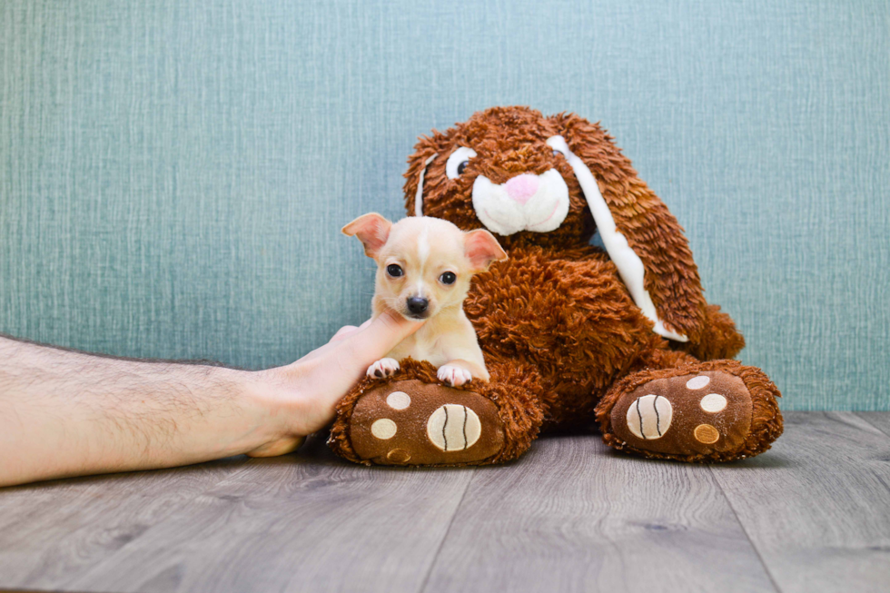 Chihuahua Pup Being Cute