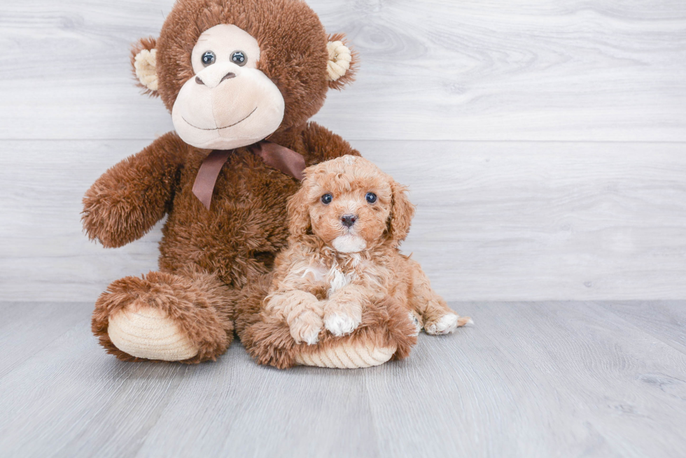 Adorable Cavoodle Poodle Mix Puppy