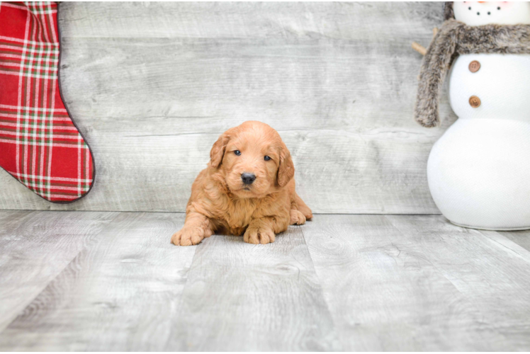 Hypoallergenic Golden Retriever Poodle Mix Puppy