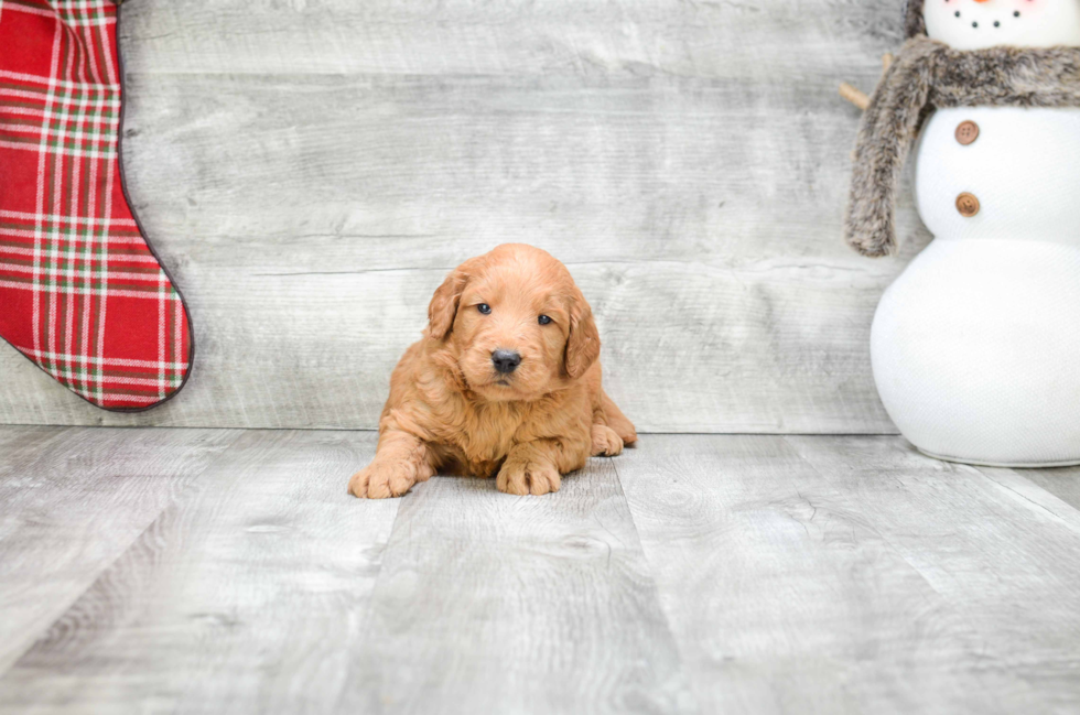 Hypoallergenic Golden Retriever Poodle Mix Puppy