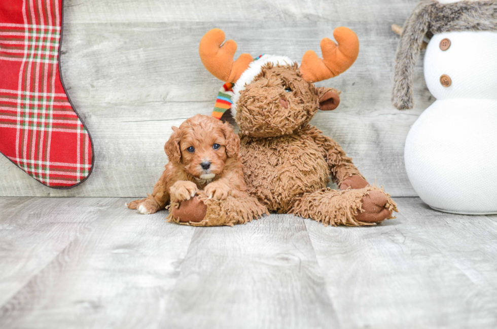 Little Cavoodle Poodle Mix Puppy