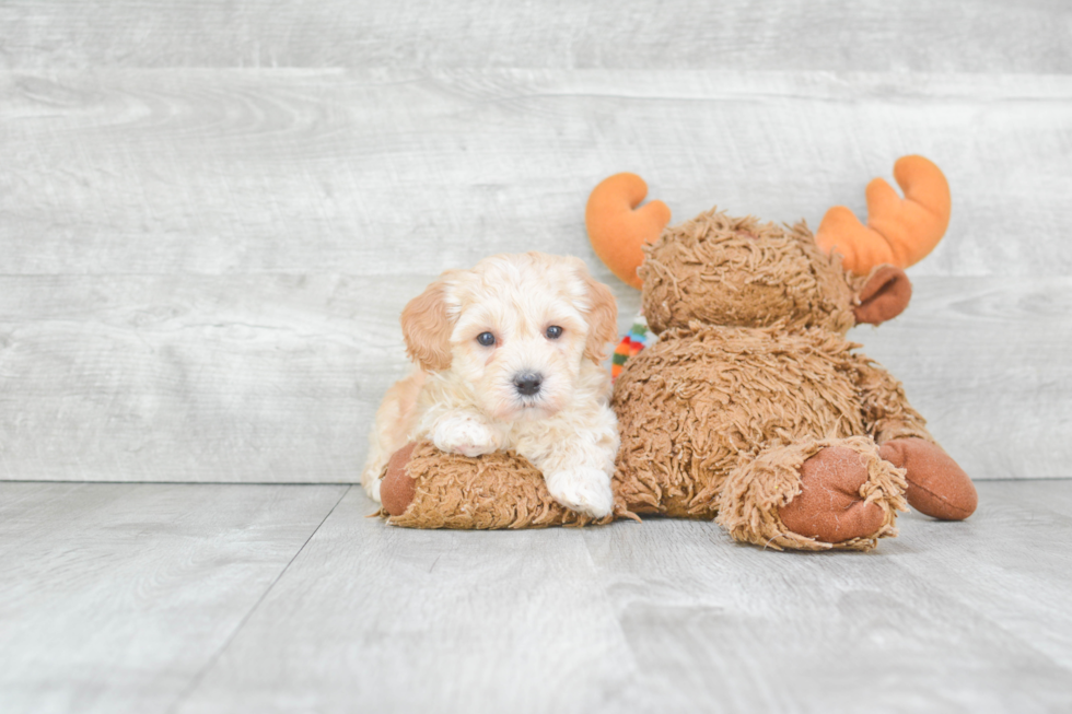 Best Maltipoo Baby