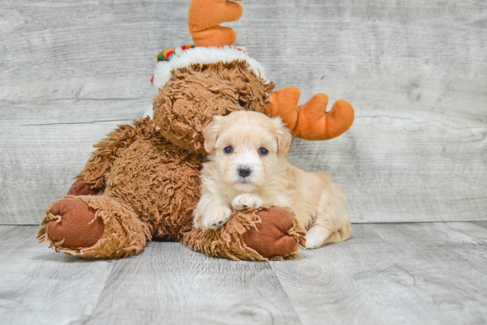 Best Maltipoo Baby