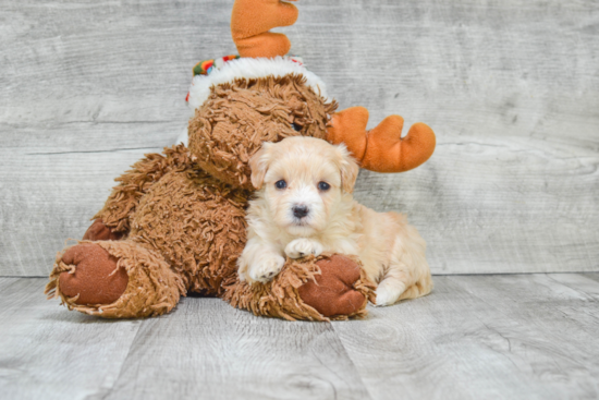 Best Maltipoo Baby