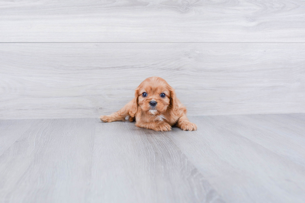 Cavalier King Charles Spaniel Puppy for Adoption