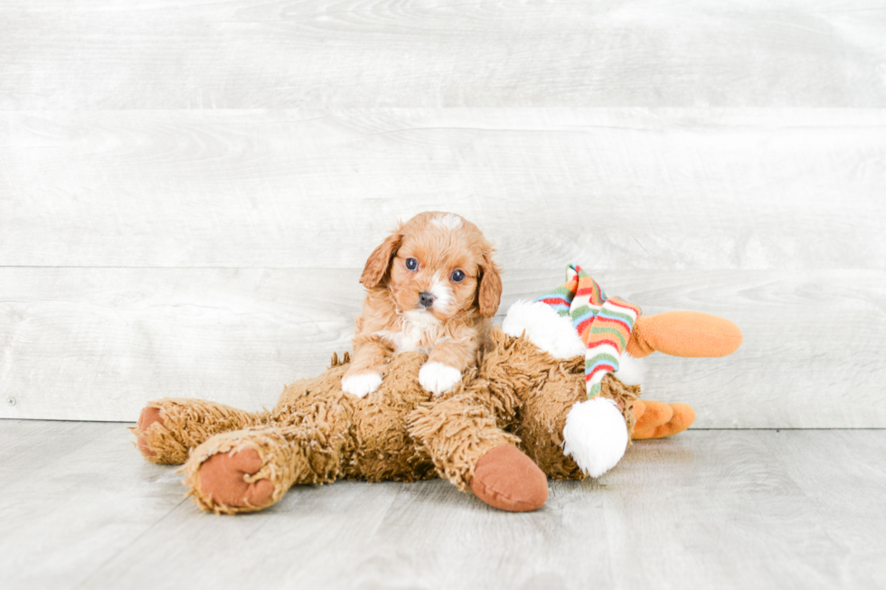 Cavapoo Pup Being Cute