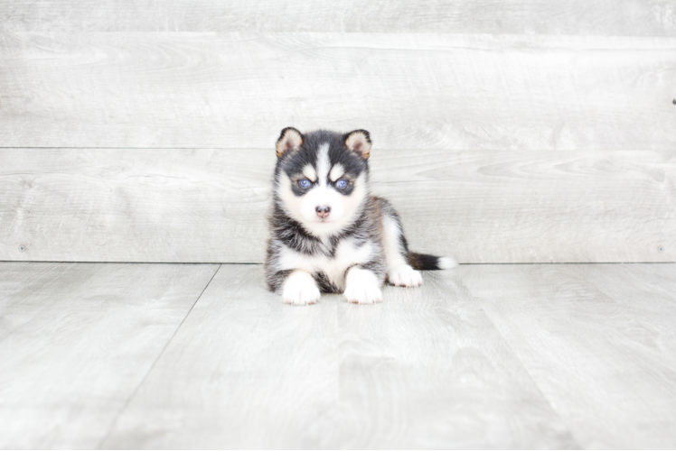 Popular Pomsky Designer Pup