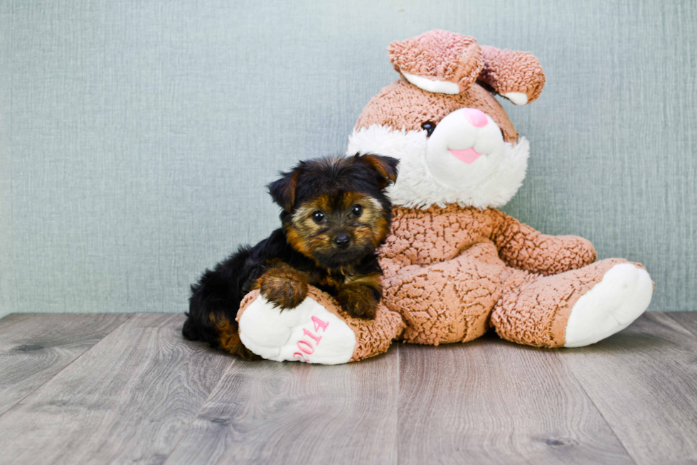 Meet Twinkle - our Yorkshire Terrier Puppy Photo 