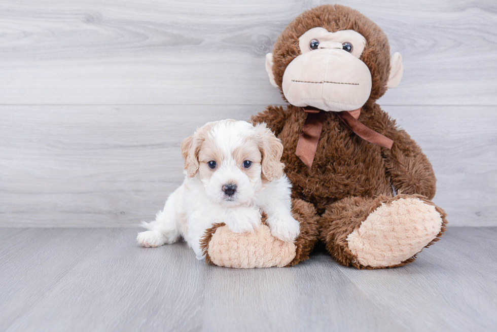 Best Cavachon Baby