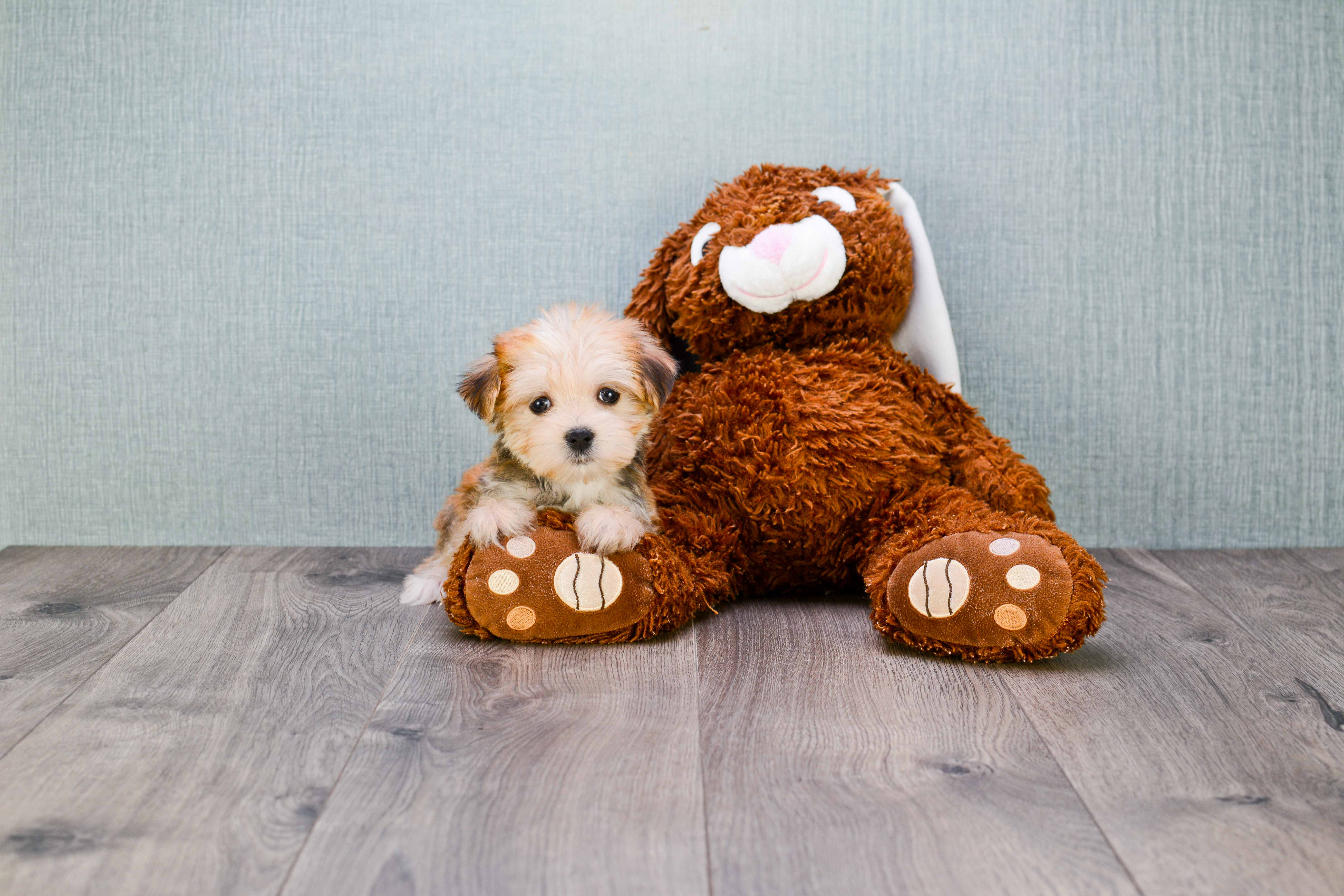 Smart Morkie Designer Pup