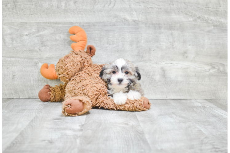 Playful Havanese Baby