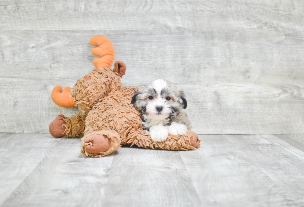 Playful Havanese Baby