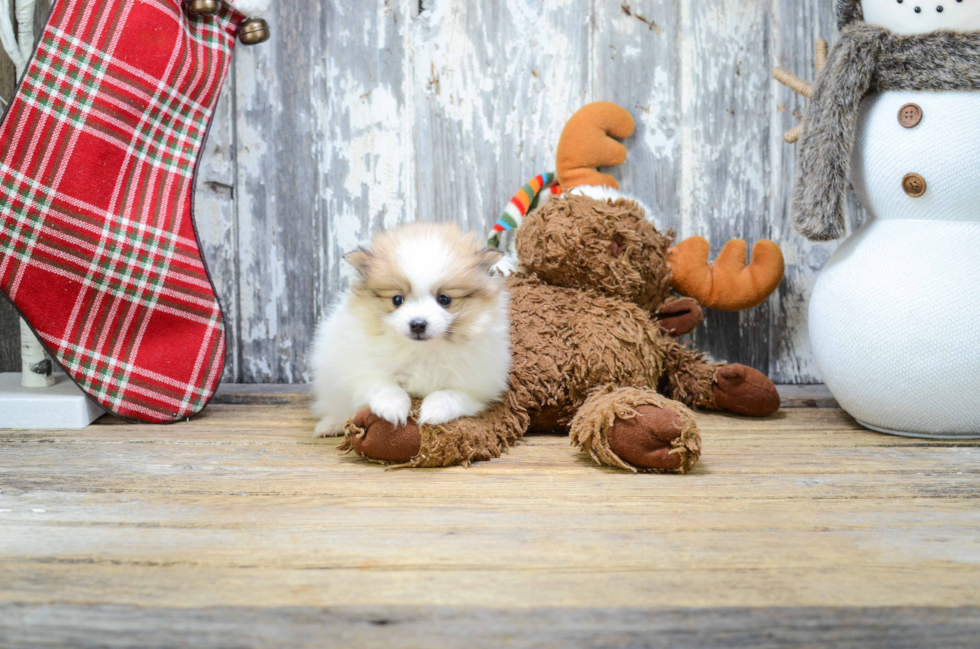 Adorable Pomeranian Purebred Puppy