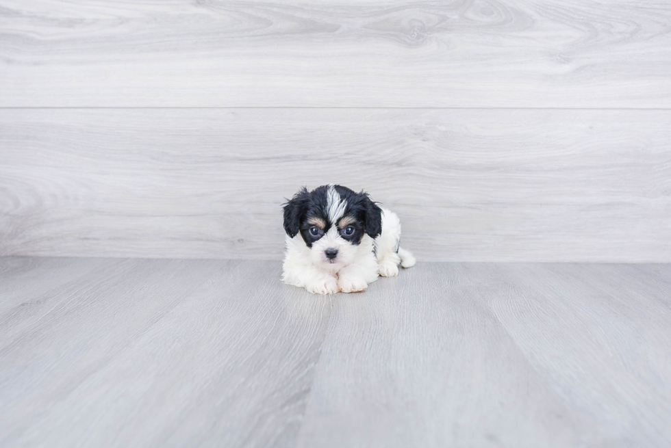 Adorable Cavalier Designer Puppy