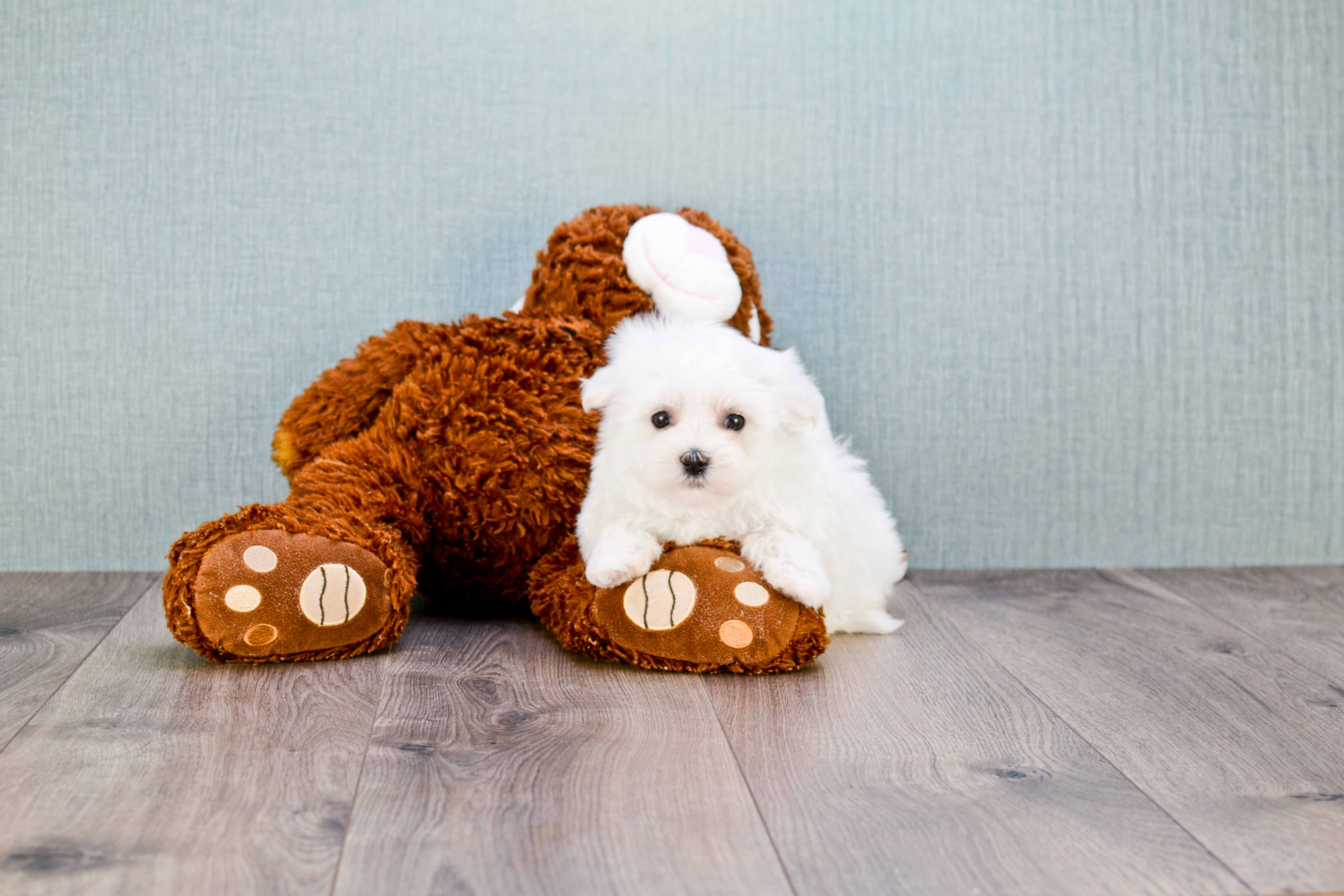 Maltese Puppy for Adoption