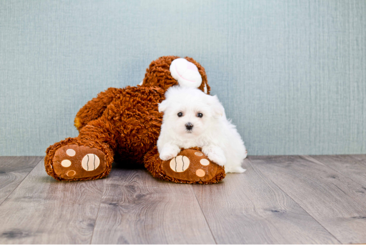 Maltese Puppy for Adoption