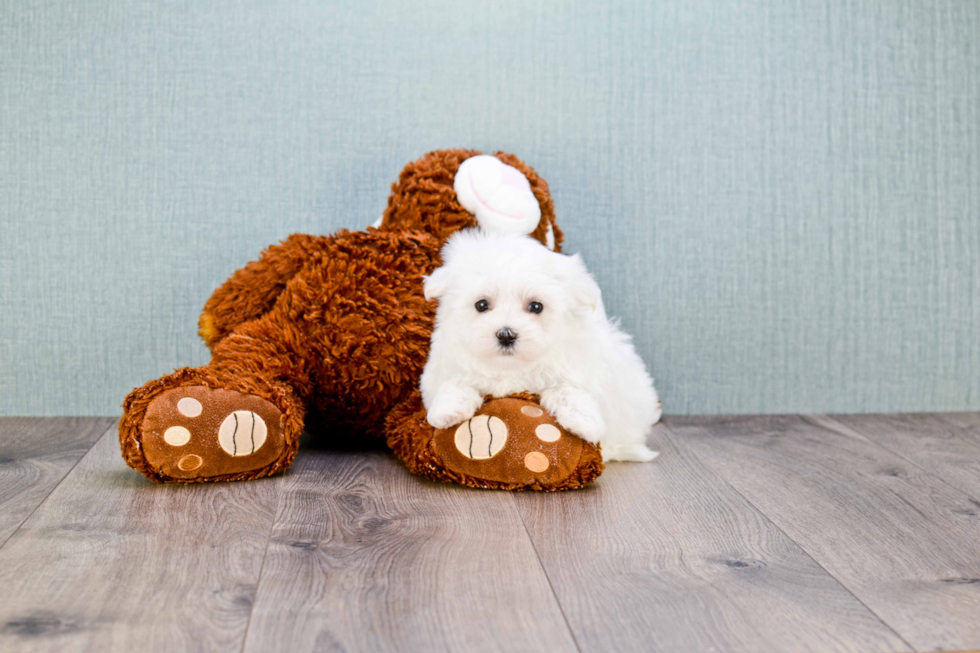 Maltese Puppy for Adoption