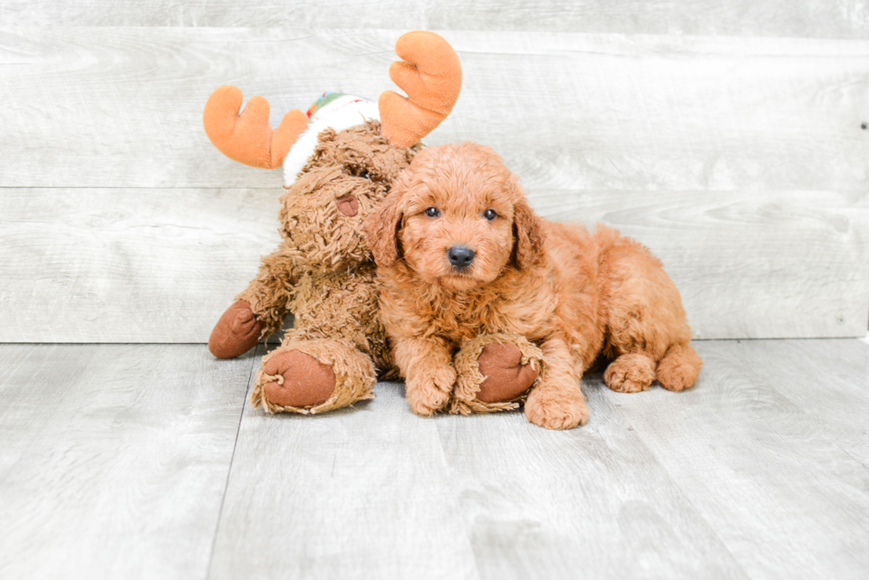 Friendly Mini Goldendoodle Baby