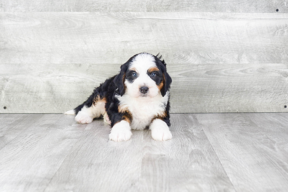 Best Mini Bernedoodle Baby