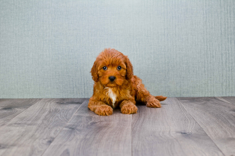 Cavapoo Pup Being Cute