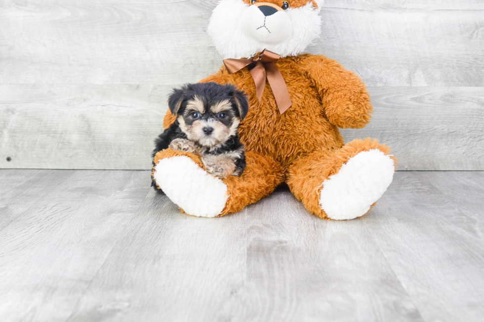 Hypoallergenic Yorkie Designer Puppy