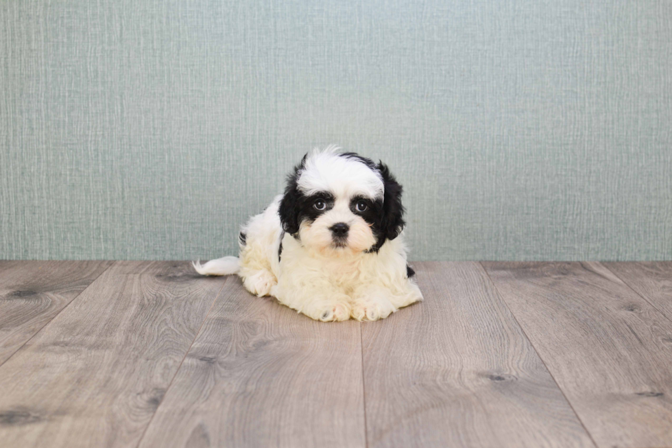 Energetic Shichon Designer Puppy