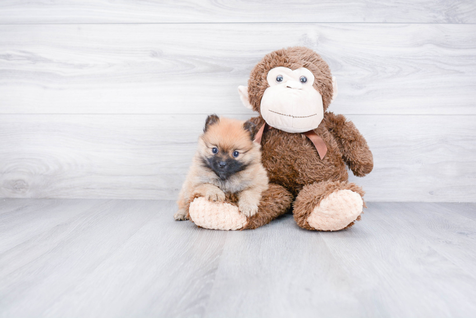 Playful Pomeranian Baby