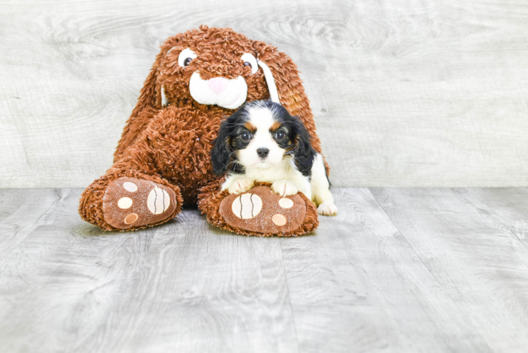 Petite Cavalier King Charles Spaniel Purebred Puppy