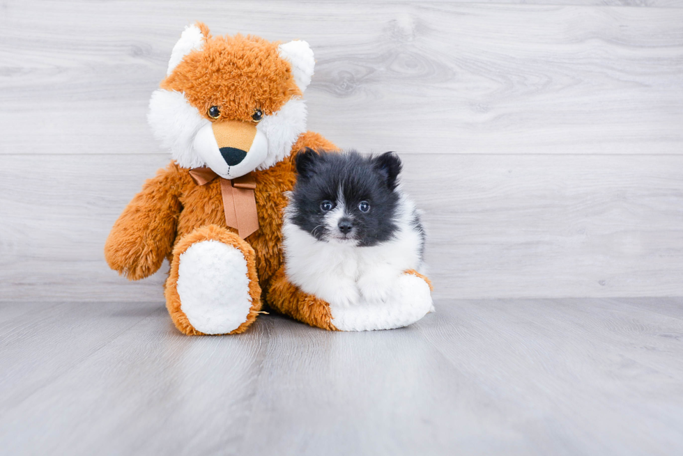 Pomeranian Puppy for Adoption