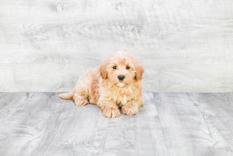 Friendly Mini Goldendoodle Baby