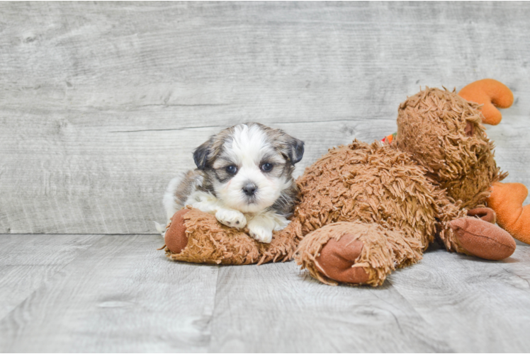 Hypoallergenic Shitzu Designer Puppy