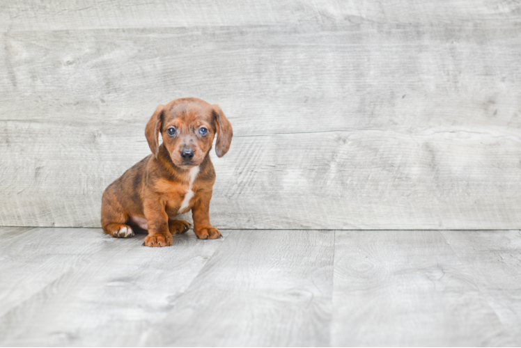 Cute Dachshund Baby