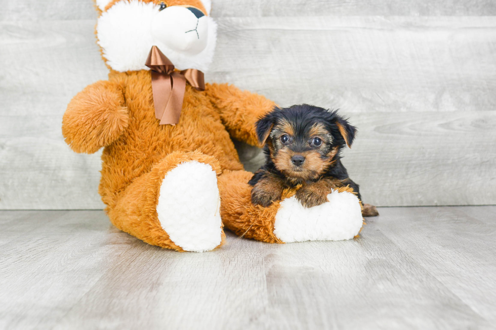 Meet Charlotte - our Yorkshire Terrier Puppy Photo 