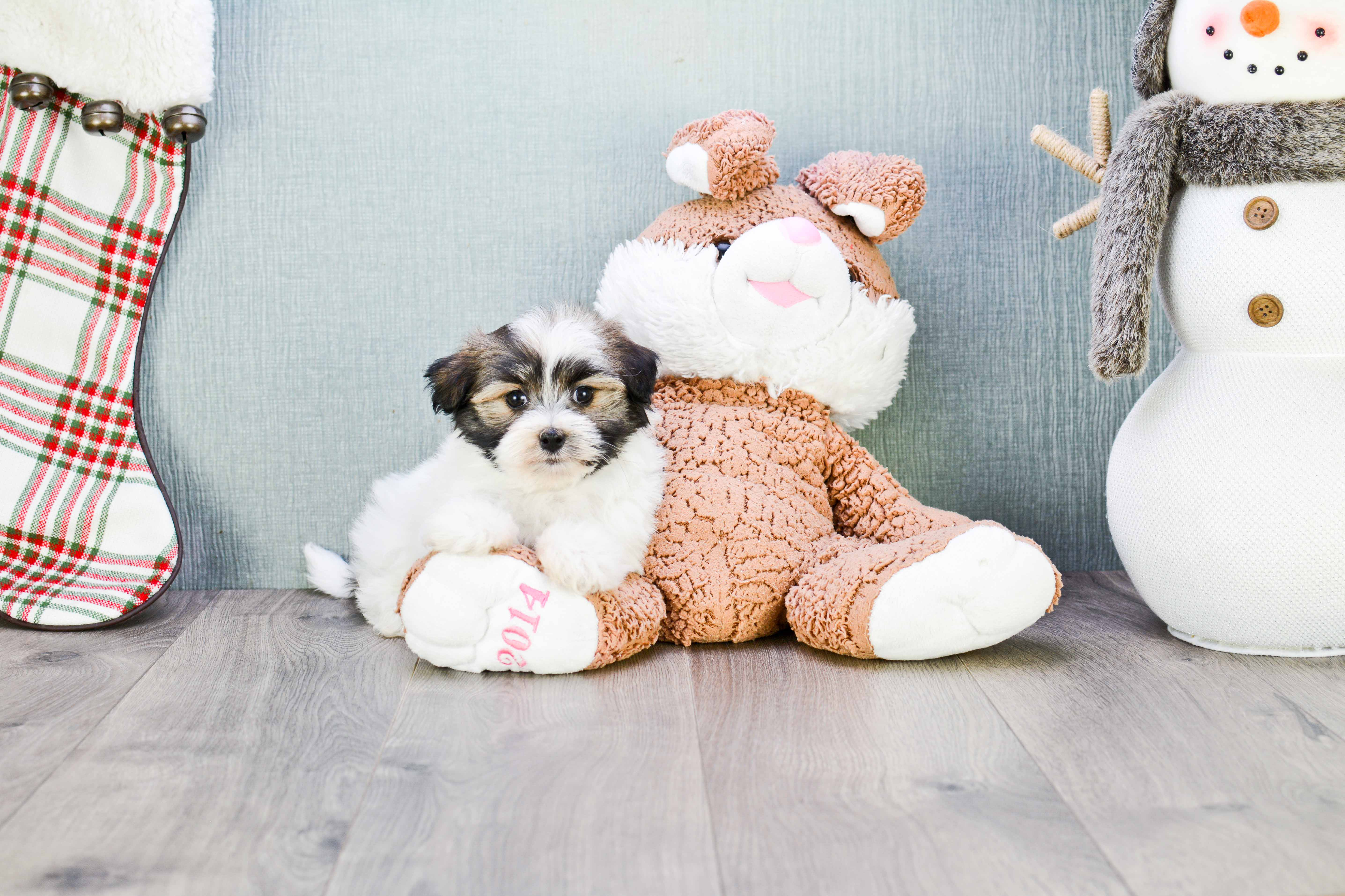 Best Havanese Baby