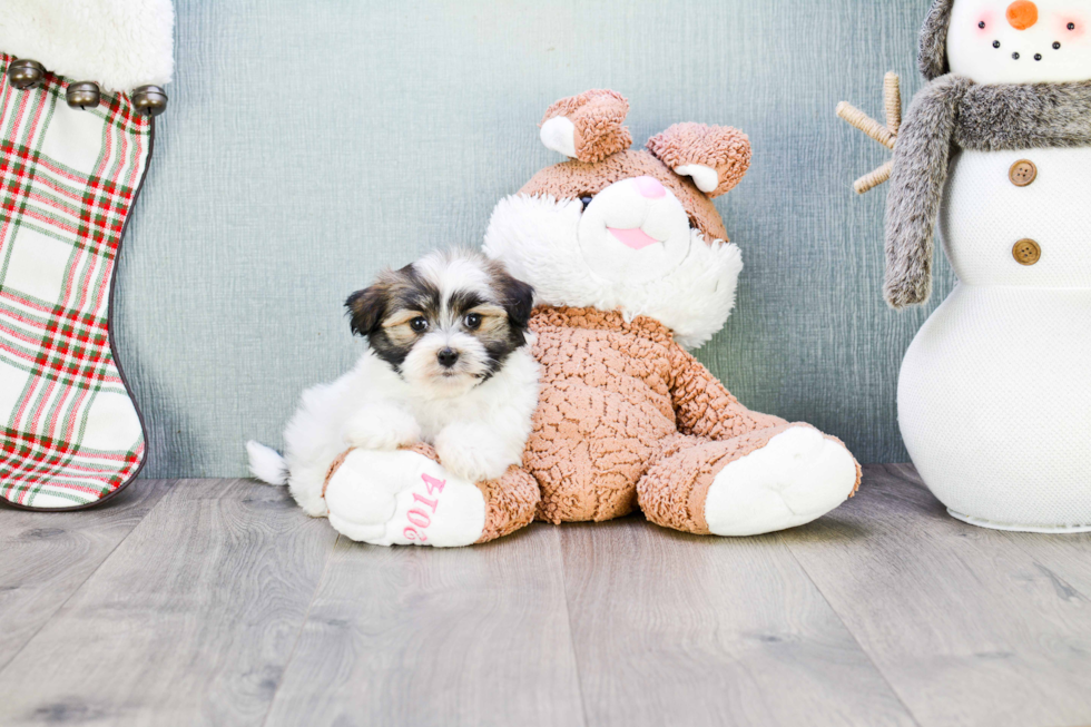 Best Havanese Baby