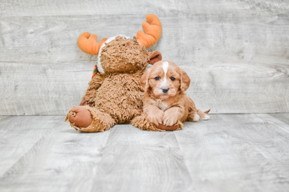 Popular Cavapoo Poodle Mix Pup