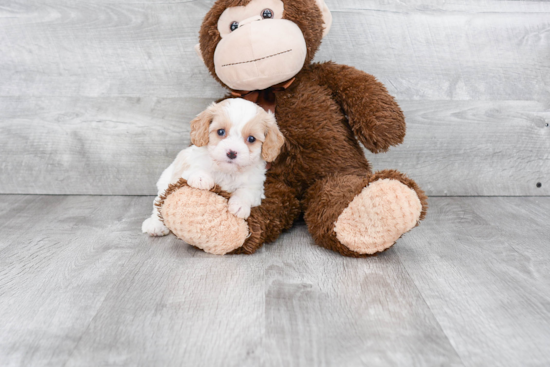 Energetic Cavoodle Poodle Mix Puppy