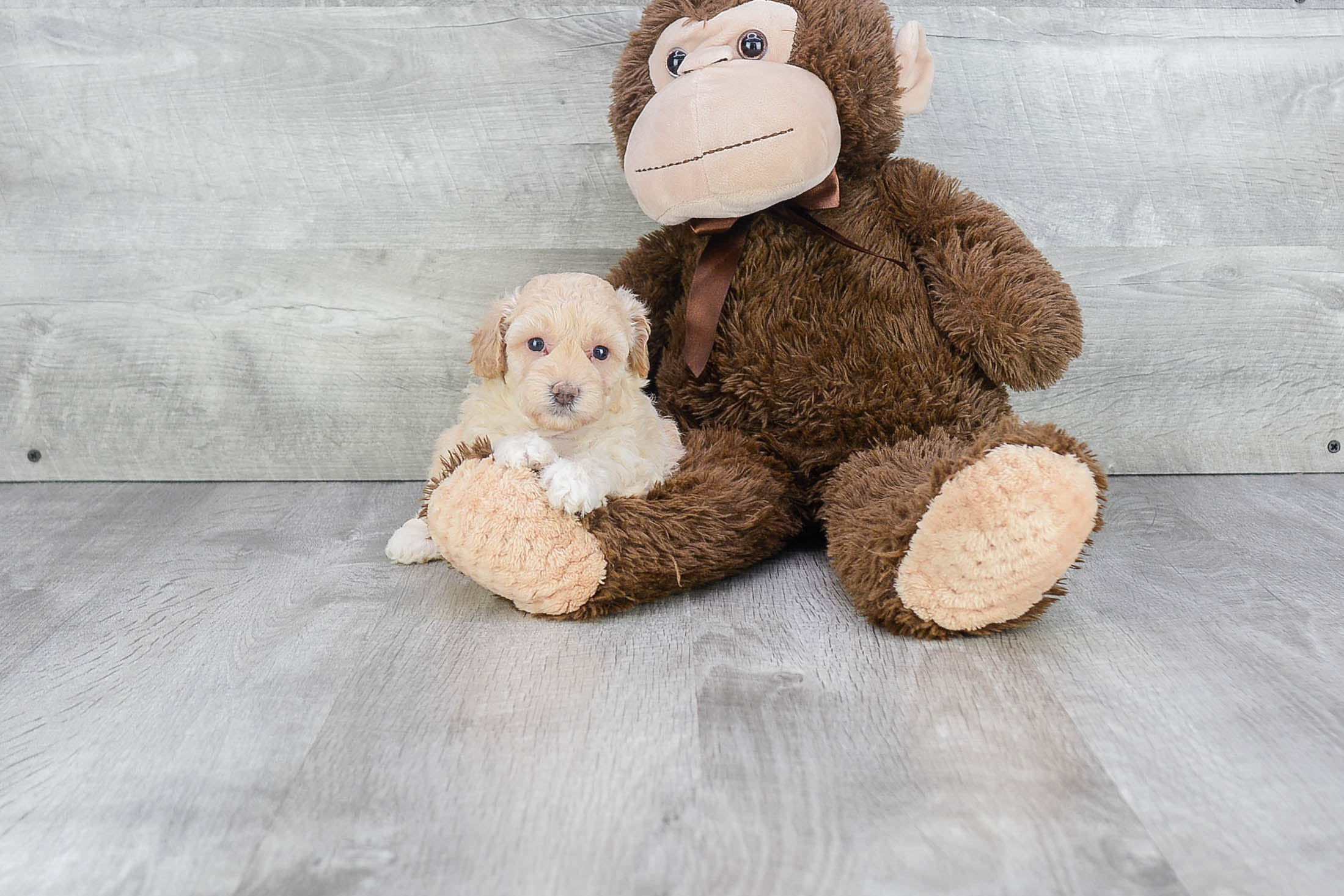 Small Maltipoo Baby