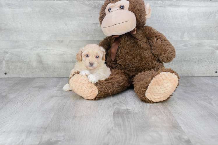 Small Maltipoo Baby