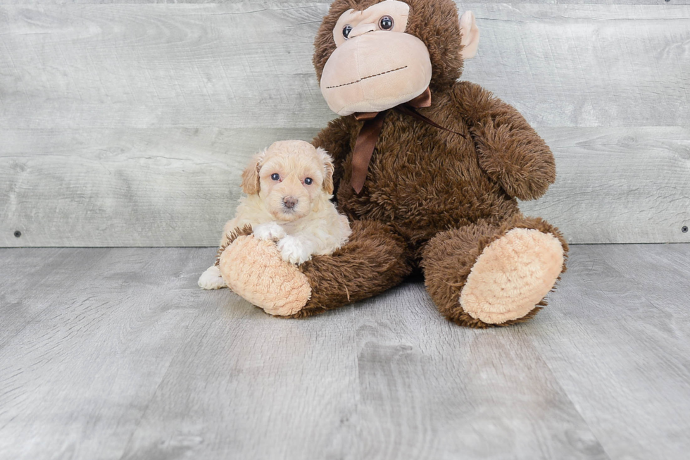Small Maltipoo Baby