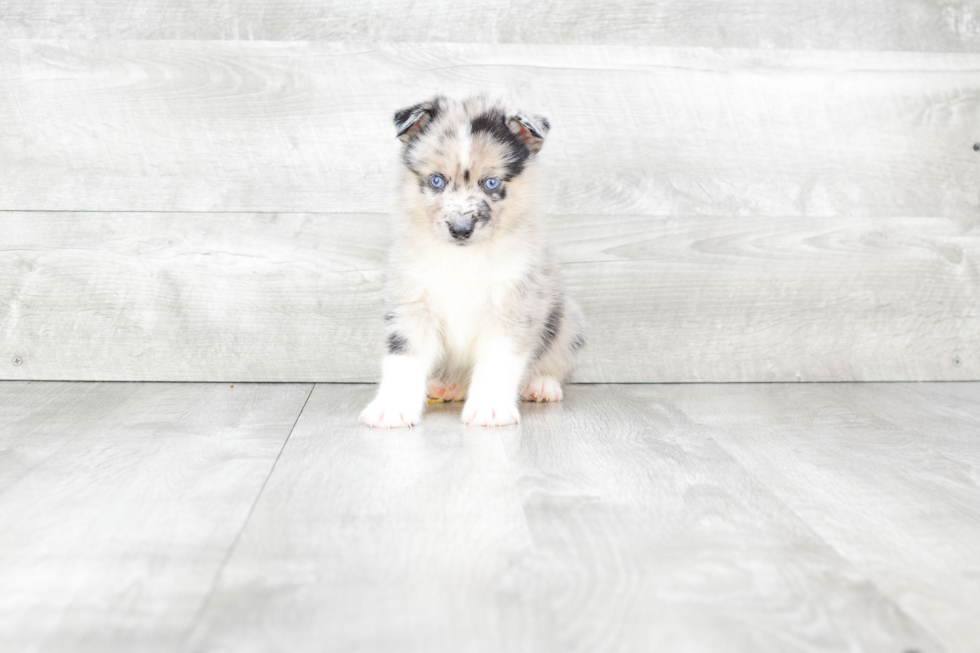 Pomsky Pup Being Cute