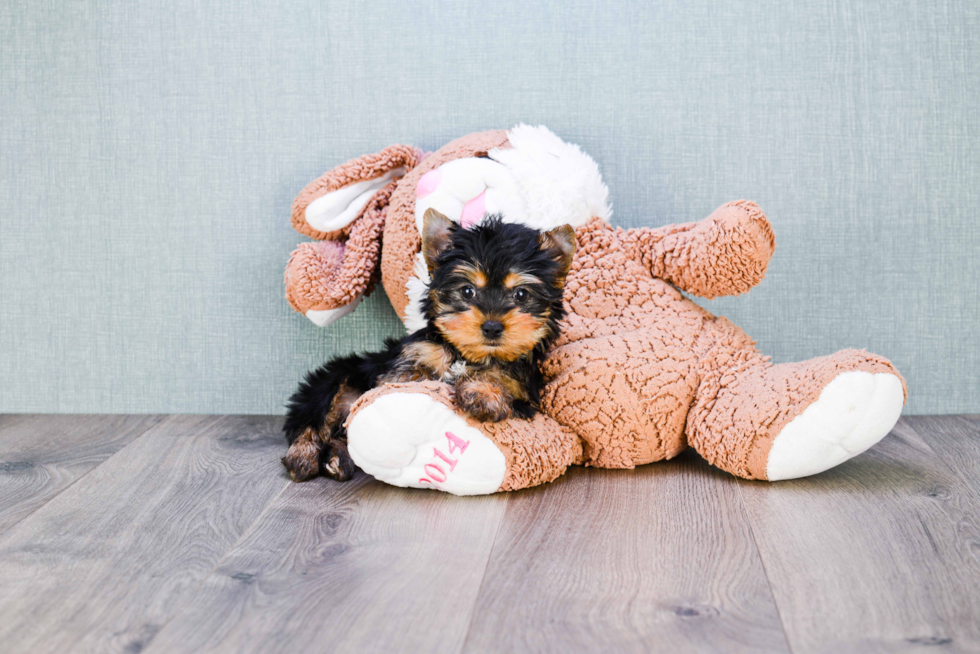 Meet Tinkerbell - our Yorkshire Terrier Puppy Photo 