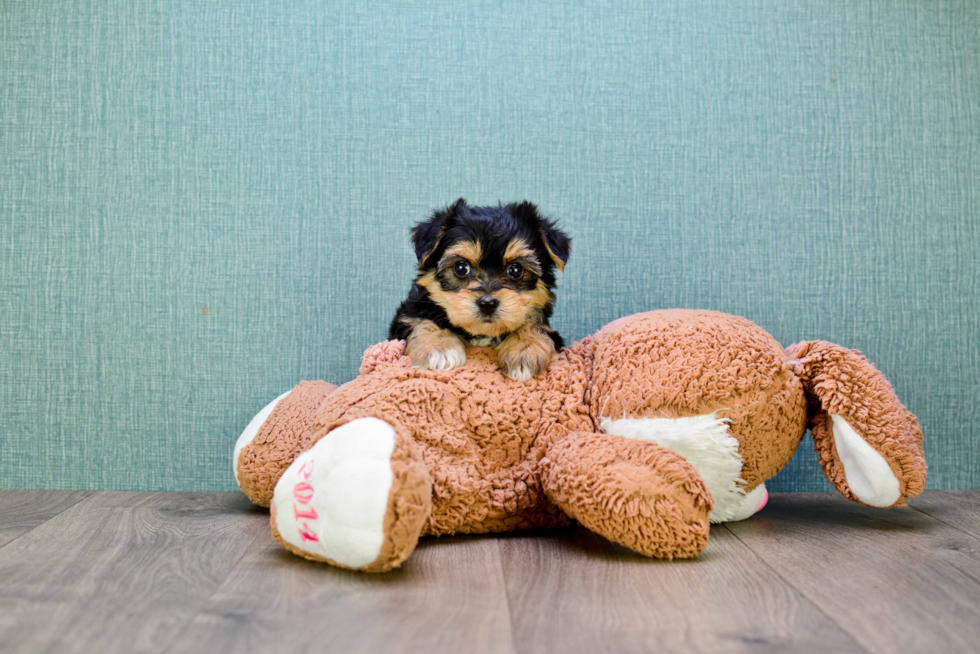 Meet Miley - our Morkie Puppy Photo 