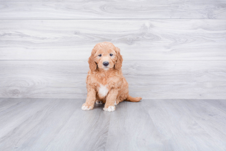 Cute Mini Goldendoodle Baby